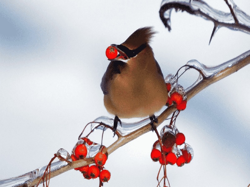 试管反复移植原因试管 控制性别试管的尿检标准